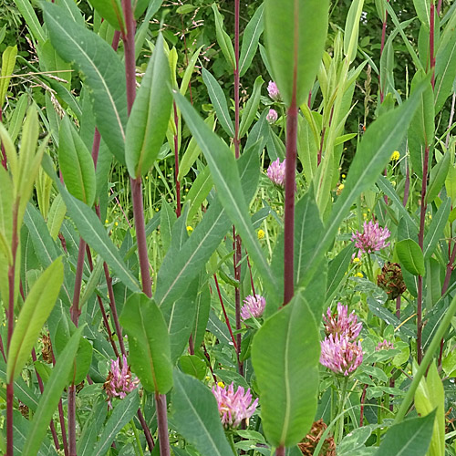 Purpur-Weide / Salix purpurea