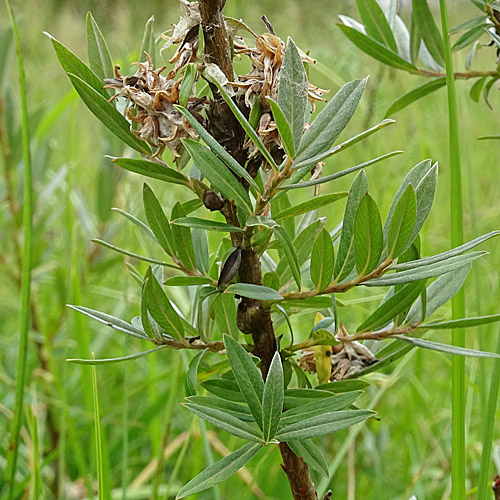 Moor-Weide / Salix repens