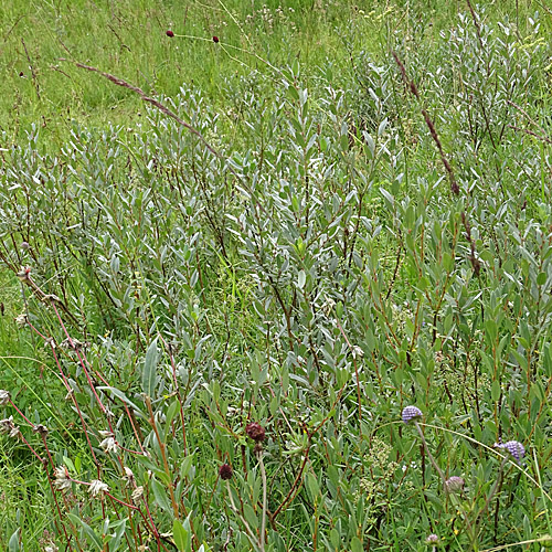 Moor-Weide / Salix repens