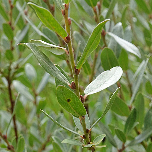 Moor-Weide / Salix repens