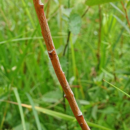 Moor-Weide / Salix repens