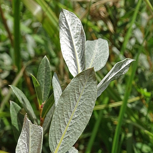 Moor-Weide / Salix repens