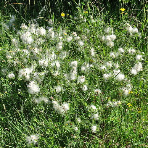 Moor-Weide / Salix repens