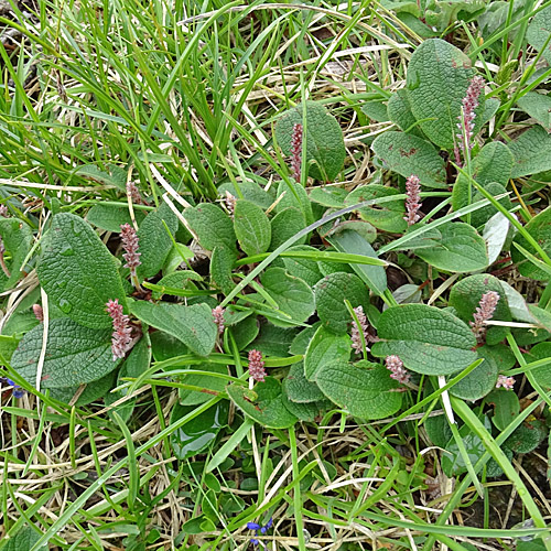 Netz-Weide / Salix reticulata