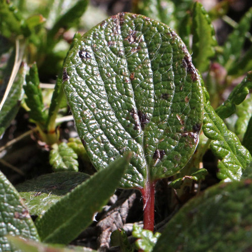 Netz-Weide / Salix reticulata