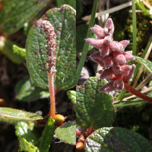 Netz-Weide / Salix reticulata