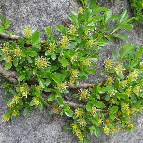 Stumpfblättrige Weide / Salix retusa