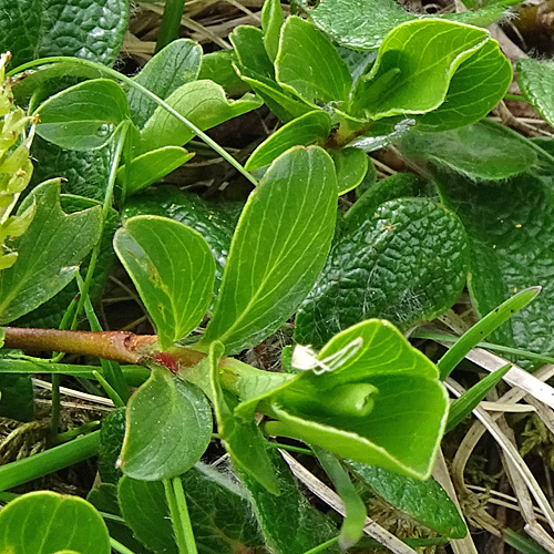 Stumpfblättrige Weide / Salix retusa