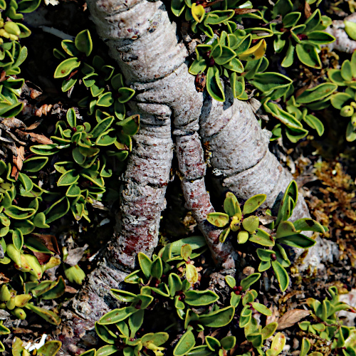 Quendelblättrige Weide / Salix serpillifolia