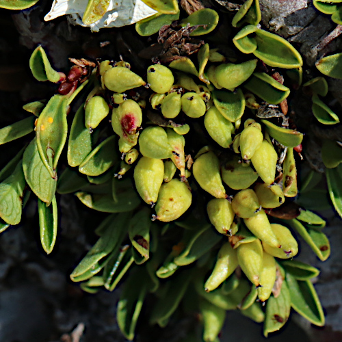 Quendelblättrige Weide / Salix serpillifolia