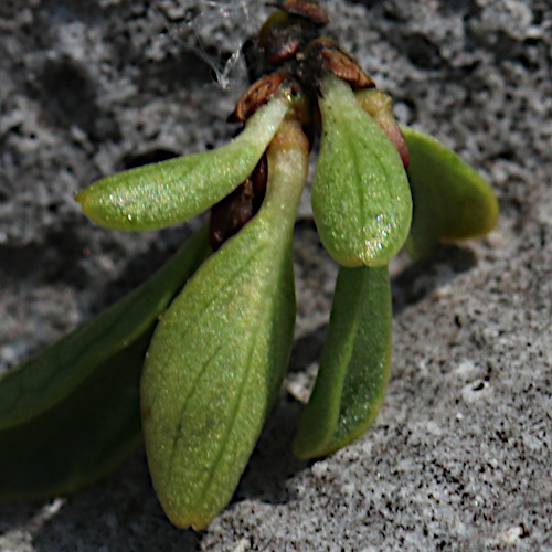 Quendelblättrige Weide / Salix serpillifolia