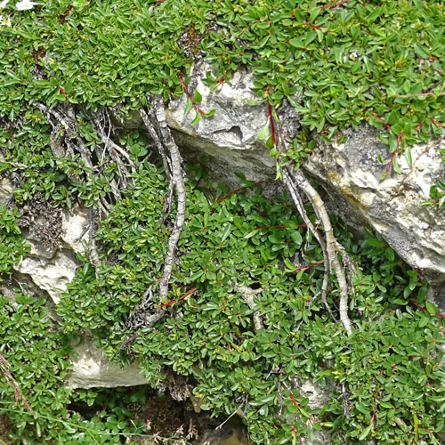 Quendelblättrige Weide / Salix serpillifolia