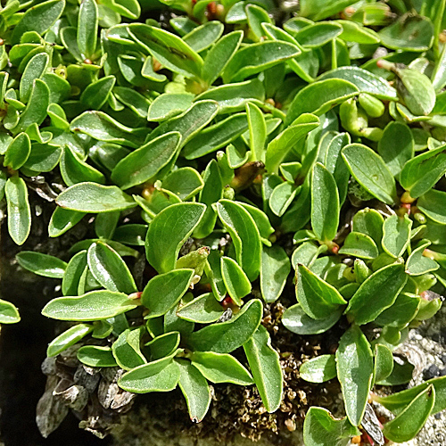 Quendelblättrige Weide / Salix serpillifolia