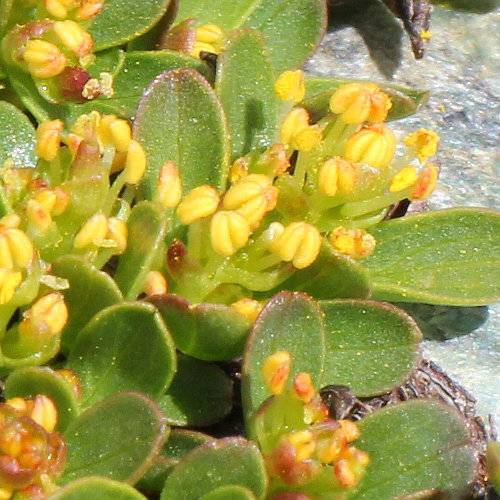 Quendelblättrige Weide / Salix serpillifolia