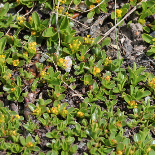 Quendelblättrige Weide / Salix serpillifolia