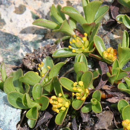 Quendelblättrige Weide / Salix serpillifolia