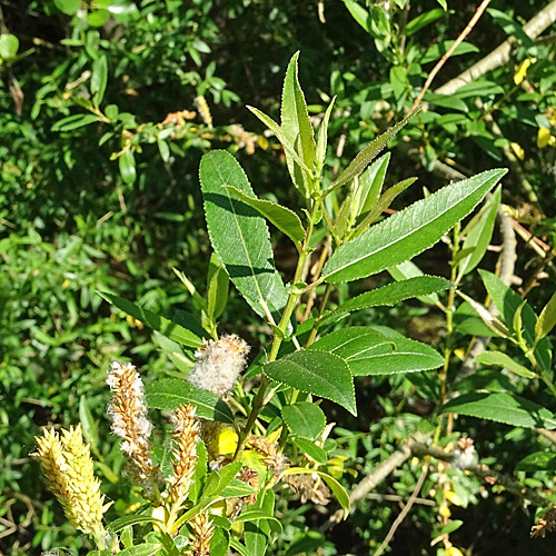 Mandel-Weide / Salix triandra