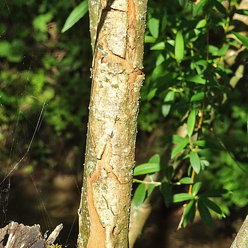 Mandel-Weide / Salix triandra