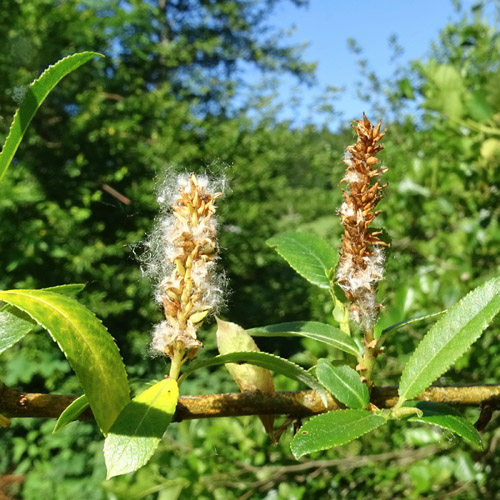 Mandel-Weide / Salix triandra