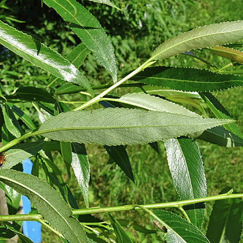 Mandel-Weide / Salix triandra