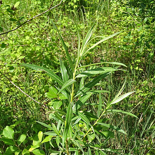 Korb-Weide / Salix viminalis