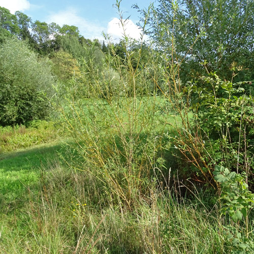 Korb-Weide / Salix viminalis