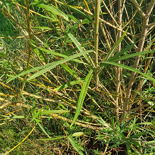 Korb-Weide / Salix viminalis