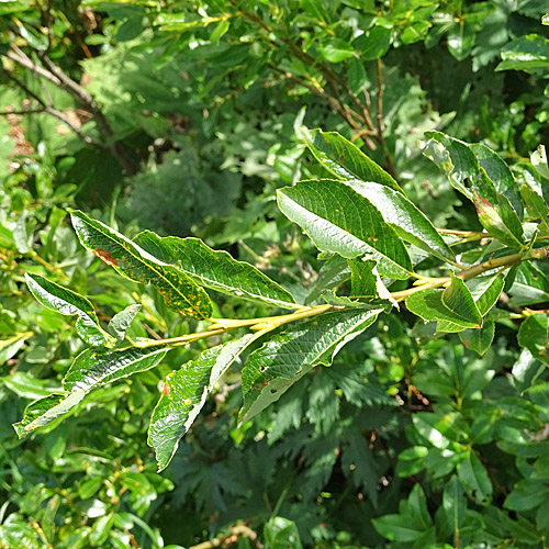 Waldsteins Weide / Salix waldsteiniana