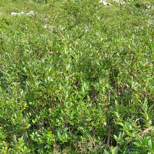 Waldsteins Weide / Salix waldsteiniana