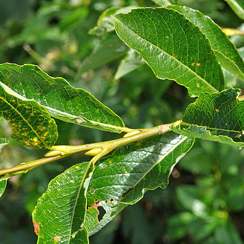 Waldsteins Weide / Salix waldsteiniana