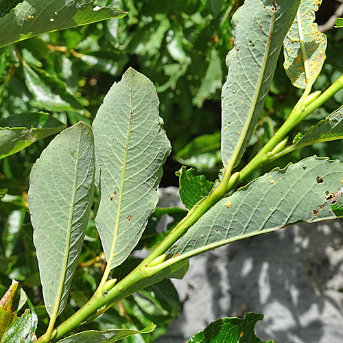 Waldsteins Weide / Salix waldsteiniana