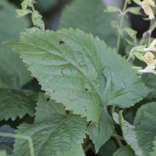 Klebrige Salbei / Salvia glutinosa