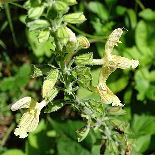 Klebrige Salbei / Salvia glutinosa