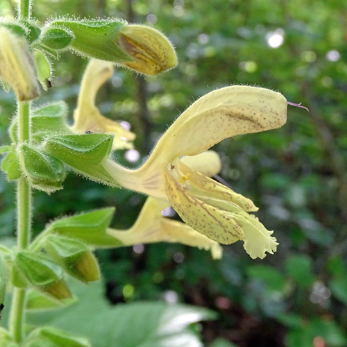 Klebrige Salbei / Salvia glutinosa