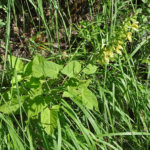 Klebrige Salbei / Salvia glutinosa