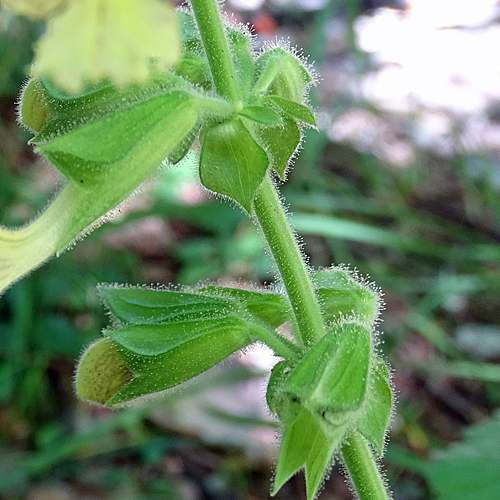Klebrige Salbei / Salvia glutinosa