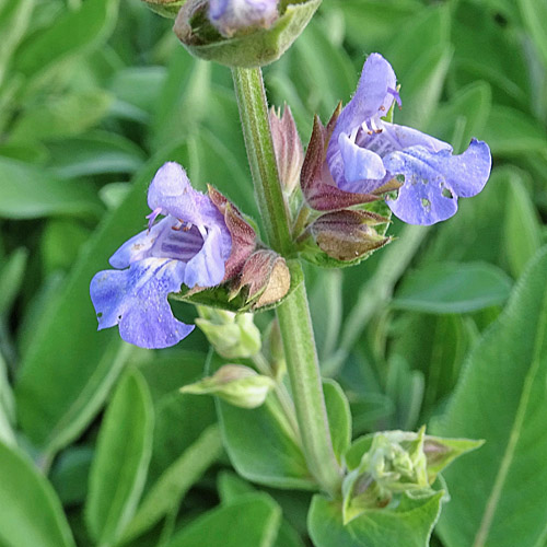 Echte Salbei / Salvia officinalis