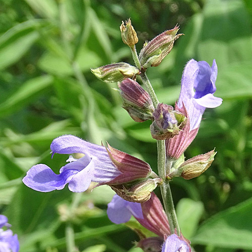 Echte Salbei / Salvia officinalis