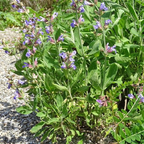 Echte Salbei / Salvia officinalis