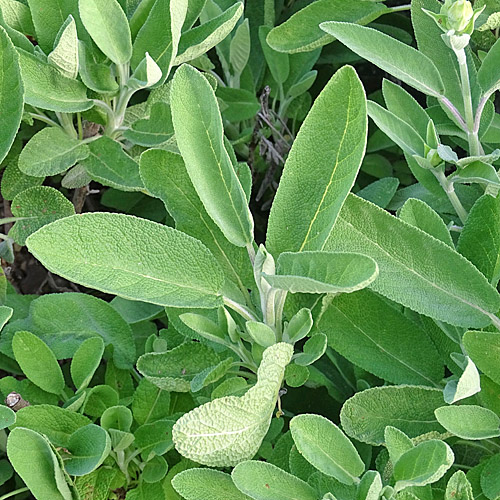 Echte Salbei / Salvia officinalis