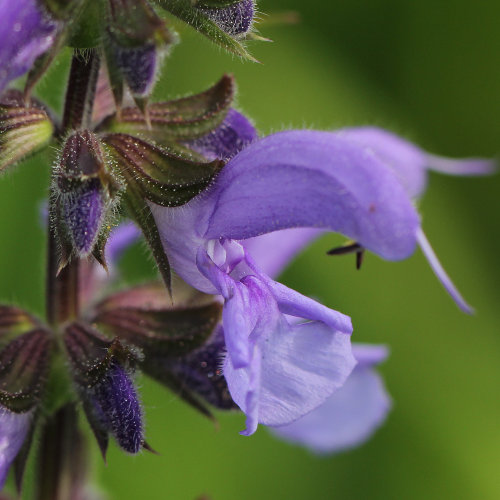 Wiesen-Salbei / Salvia pratensis