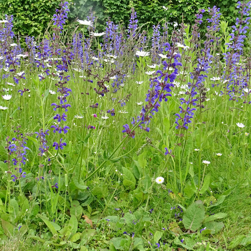 Wiesen-Salbei / Salvia pratensis