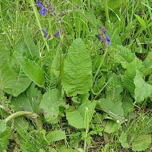 Wiesen-Salbei / Salvia pratensis