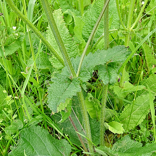 Wiesen-Salbei / Salvia pratensis