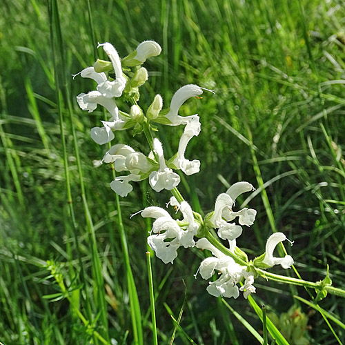 Wiesen-Salbei / Salvia pratensis