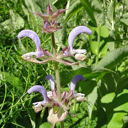 Muskateller-Salbei / Salvia sclarea