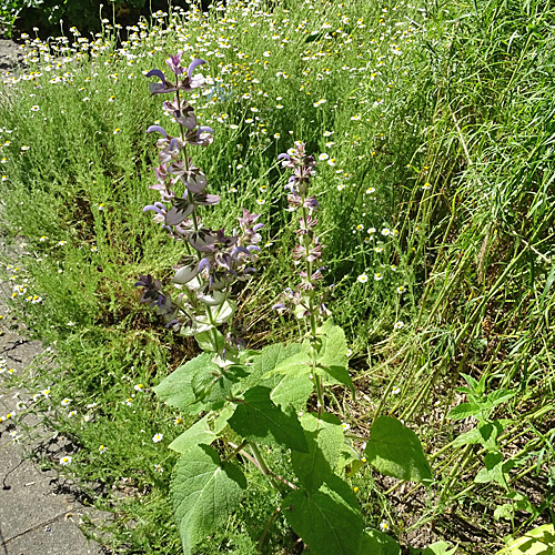 Muskateller-Salbei / Salvia sclarea