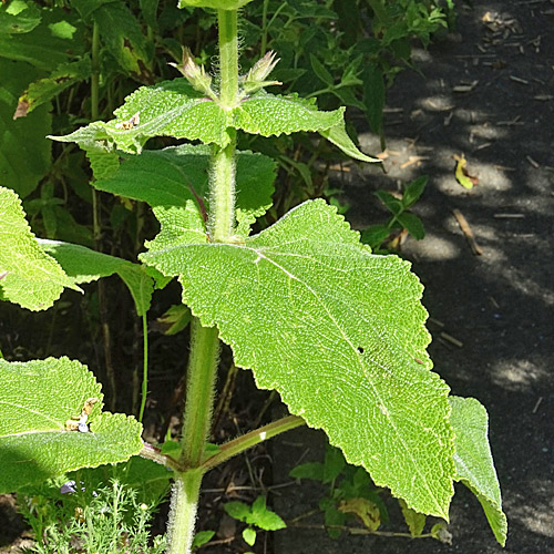 Muskateller-Salbei / Salvia sclarea