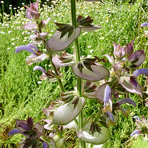 Muskateller-Salbei / Salvia sclarea