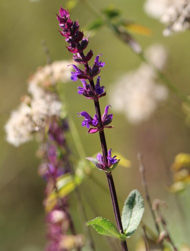 Hain-Salbei / Salvia sylvestris